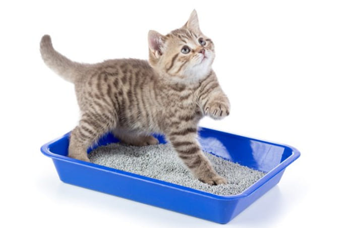 Chi tiết cách tự làm cát vệ sinh cho mèo cực đơn giản tại nhà bạn không thể bỏ qua