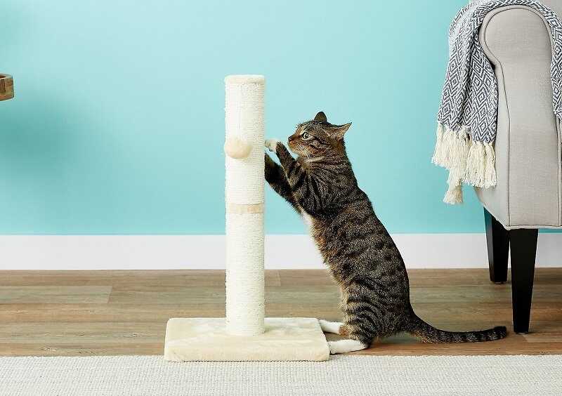 Chia sẻ cách làm bàn cào móng cho mèo đơn giản tại nhà