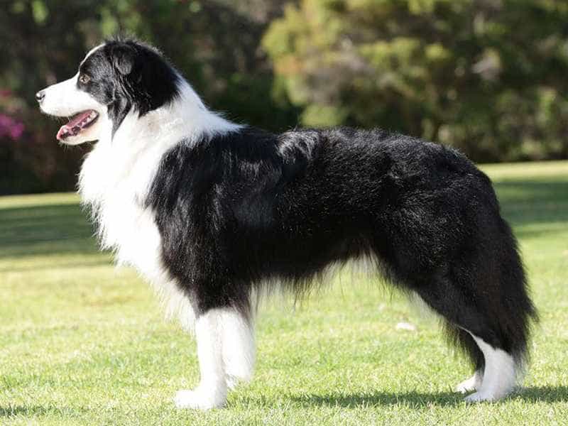 Cùng tìm hiểu những điểm ưu việt của Chó Border Collie (Chó chăn cừu)