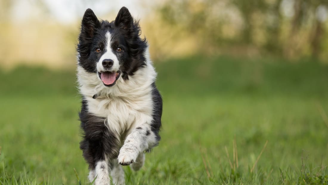 Cùng tìm hiểu những điểm ưu việt của Chó Border Collie (Chó chăn cừu)