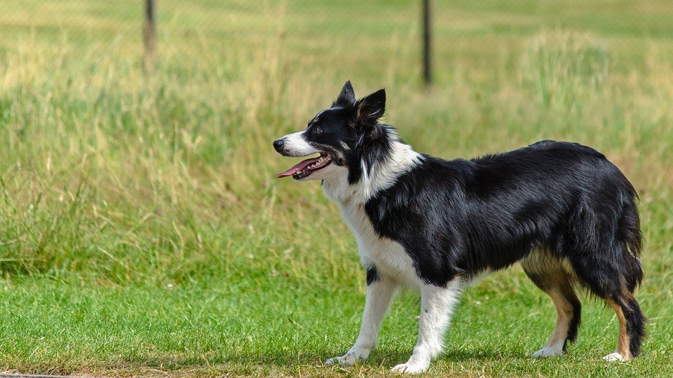 Cùng tìm hiểu những điểm ưu việt của Chó Border Collie (Chó chăn cừu)