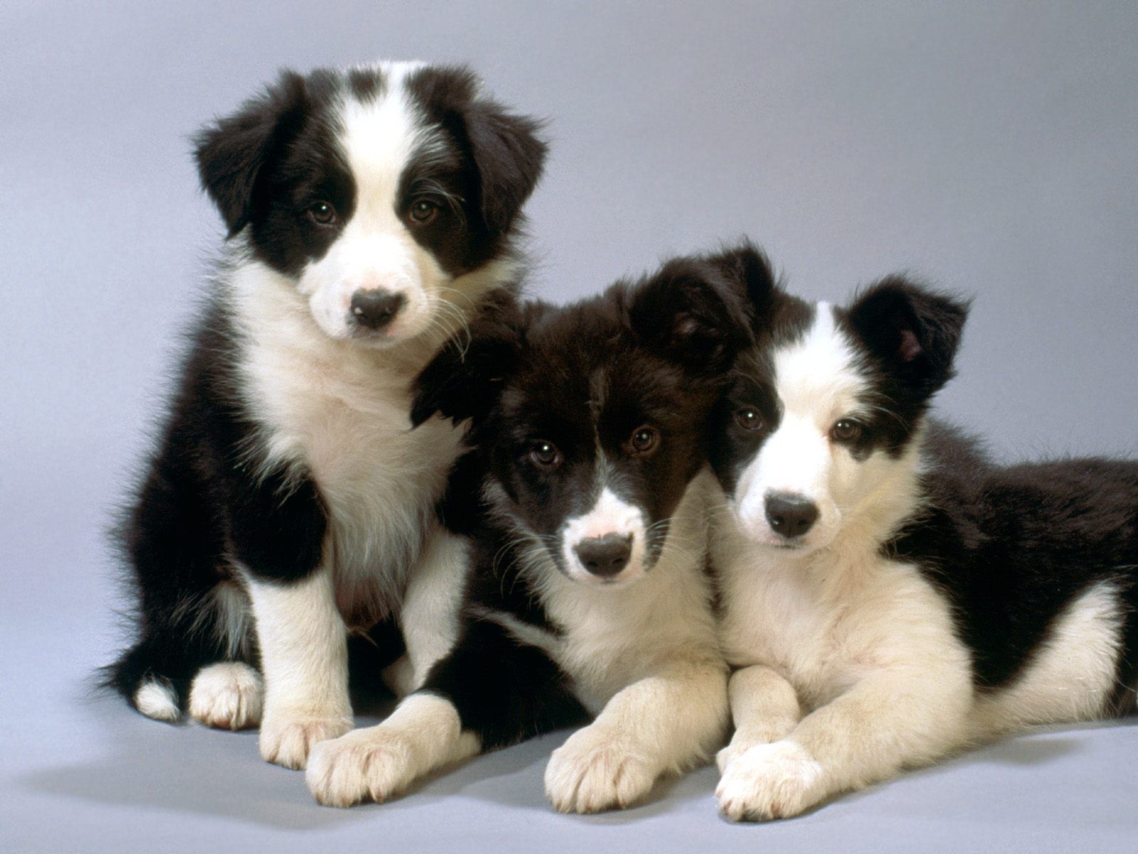 Cùng tìm hiểu những điểm ưu việt của Chó Border Collie (Chó chăn cừu)