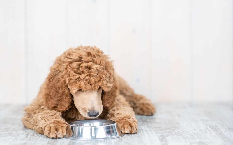 Nguyên nhân chó Poodle bỏ ăn và cách xử trí bạn nên biết