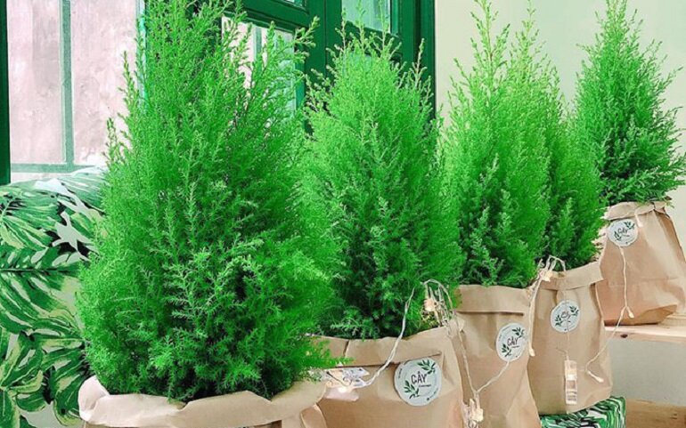 Top 4 mẫu cây thông Noel đẹp dễ trang trí cho Giáng Sinh 2024