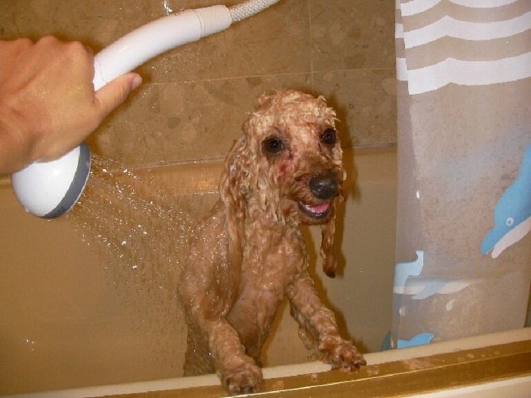 Top sữa tắm cho chó poodle nâu tốt và an toàn nhất cho thú cưng