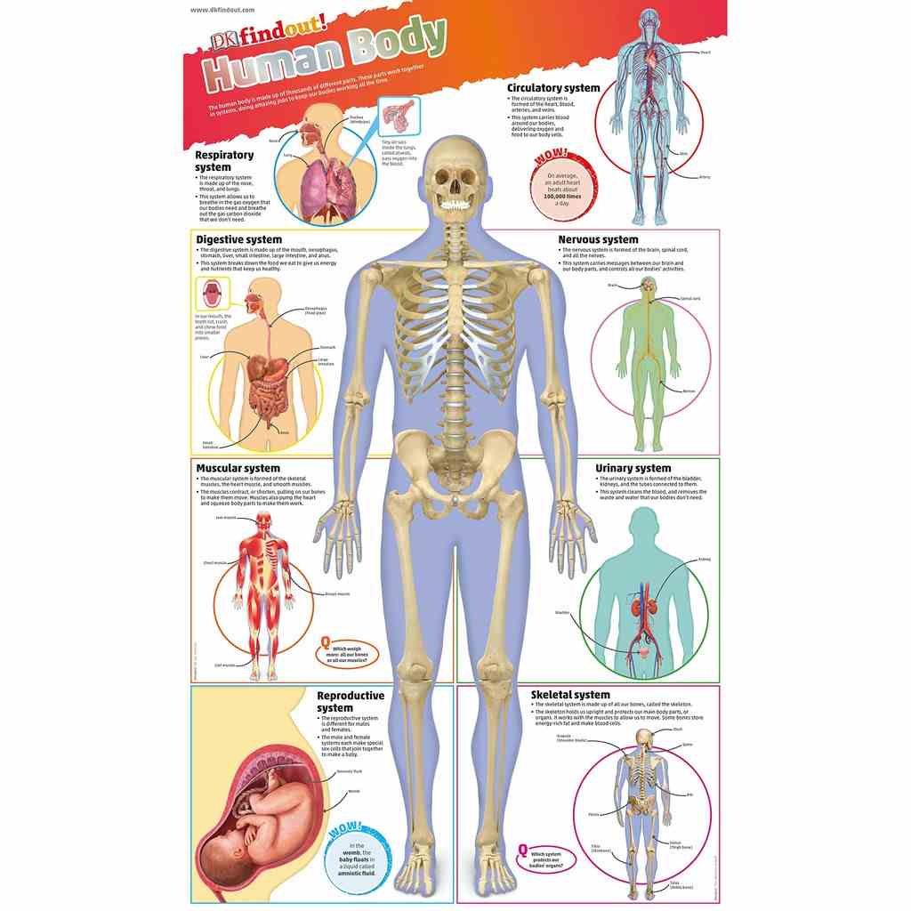 [Mã BMLTB200 giảm đến 100K đơn 499K] Sách : DKfindout! Human Body Poster - Dành Cho Học Sinh Từ 5 tuổi