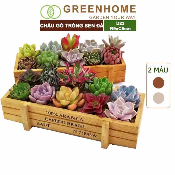 Chậu gỗ trồng sen đá Greenhome cafedo, D23xR9xC5cm, trang trí cây cảnh để bàn, xương rồng, nhiều màu để lựa chọn